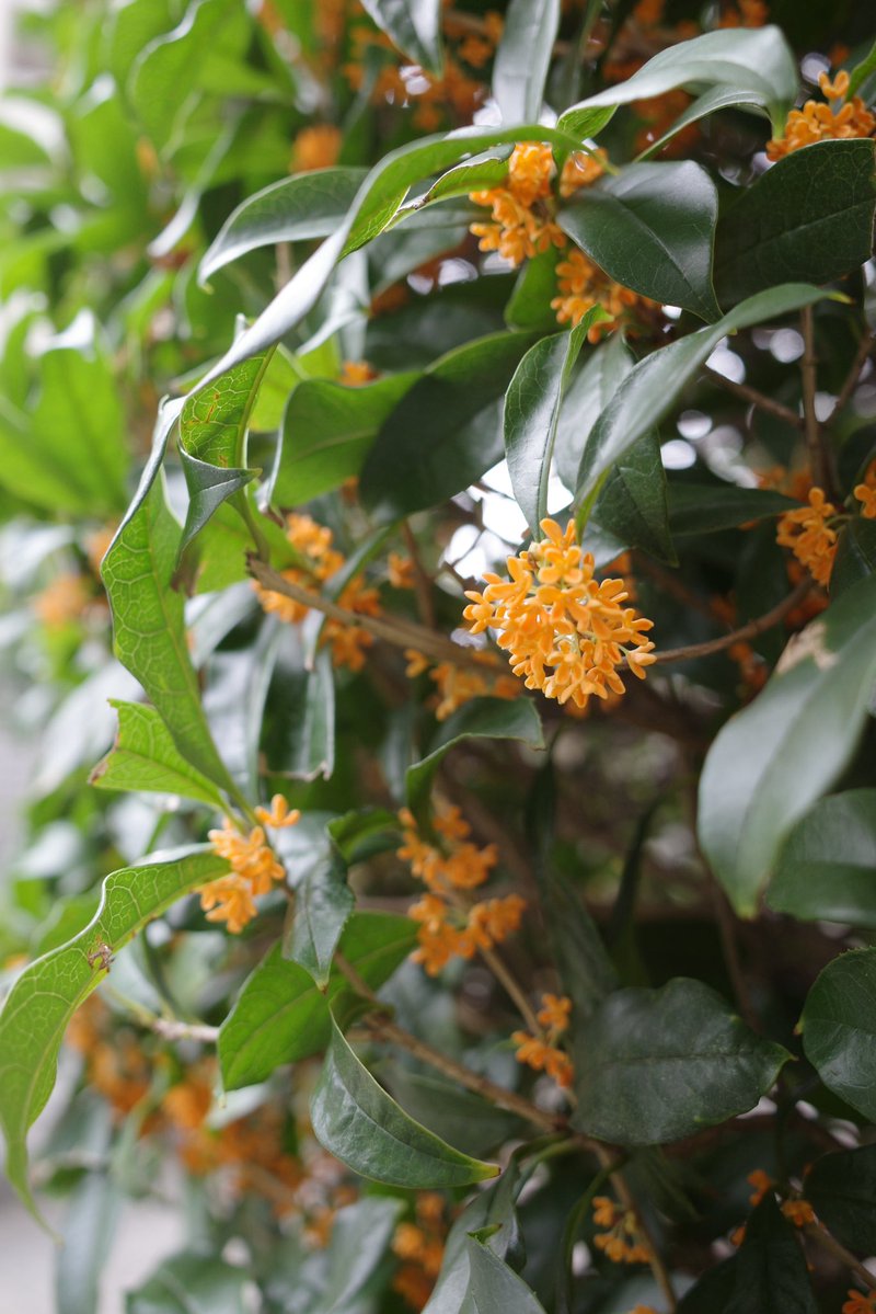 ljbx8c's tweet photo. 金木犀に頭突っ込んで深呼吸したいのをぐっとこらえて、写真だけにした https://t.co/o8RW0tGkE0