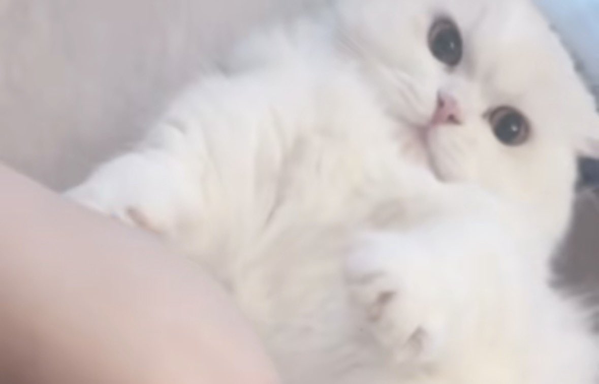 RBT_sng's tweet photo. ブチギレてます
https://t.co/c6hP6qXh2C
猫TikTok更新しました🐱 https://t.co/Ajt6xbaVkK