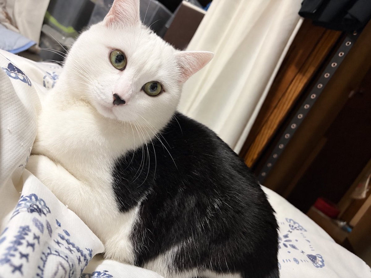 auxi26_0's tweet photo. チャッピーに顔だけ白くさせた https://t.co/lBZ6Gvy2p3