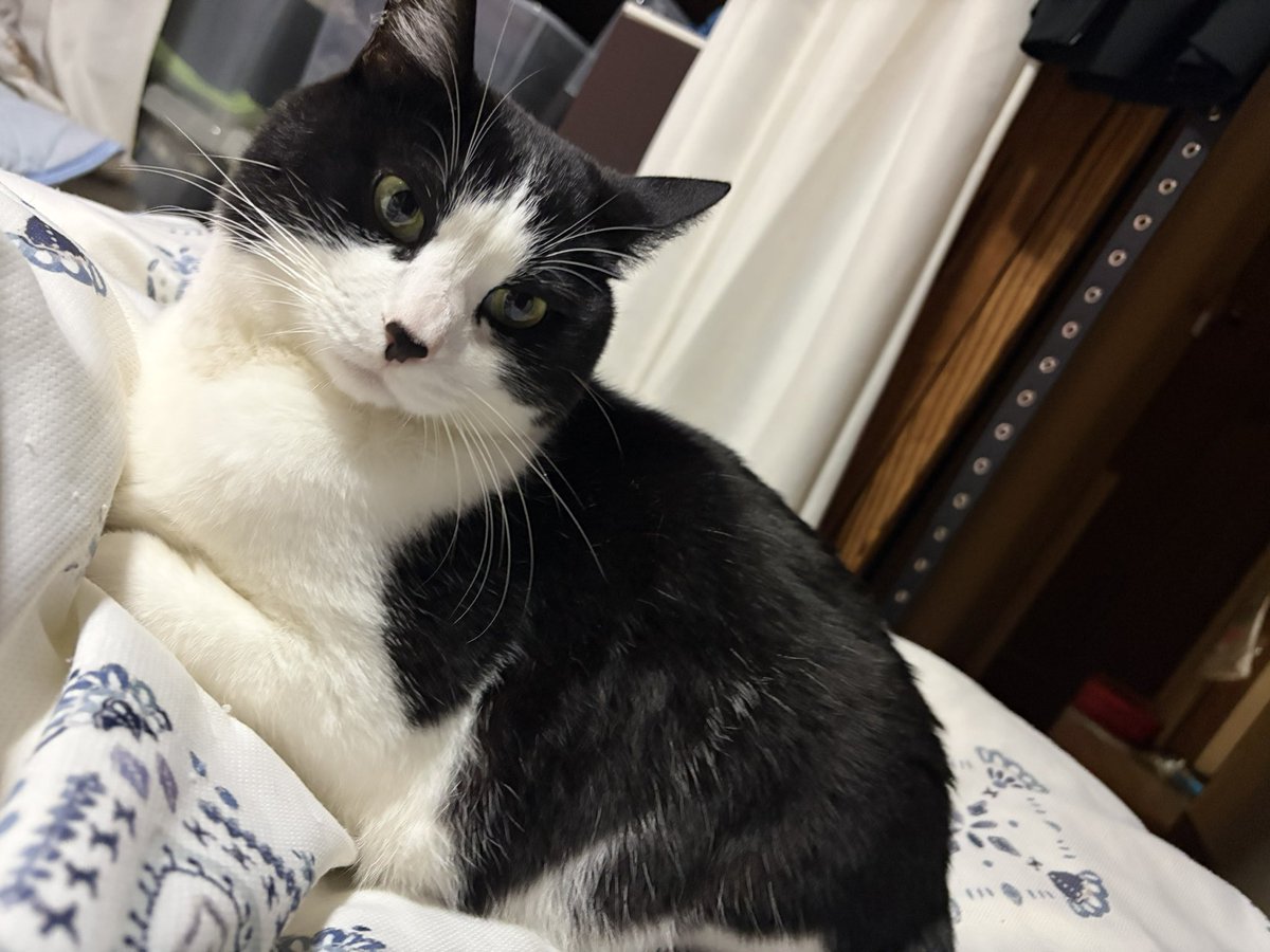 auxi26_0's tweet photo. チャッピーに顔だけ白くさせた https://t.co/lBZ6Gvy2p3