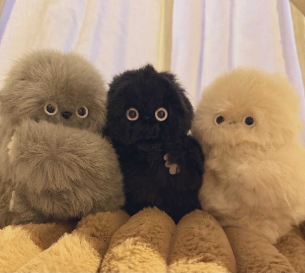 ChocoChhichi's tweet photo. お迎え黒い子
もふもふ🖤もこもこ🖤
３匹ずつ並べてかわいさの破壊力
ほっこり癒される

#mirumi #ミルミ https://t.co/jUbqFOBpZH