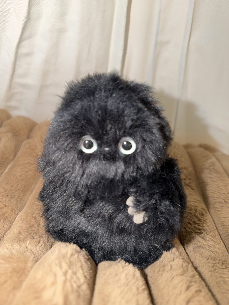 ChocoChhichi's tweet photo. お迎え黒い子
もふもふ🖤もこもこ🖤
３匹ずつ並べてかわいさの破壊力
ほっこり癒される

#mirumi #ミルミ https://t.co/jUbqFOBpZH