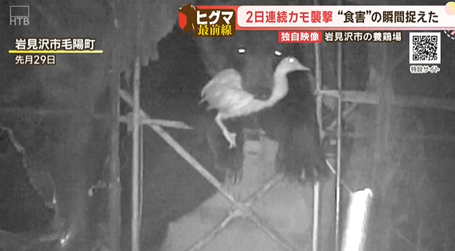 sapporolife2021's tweet photo. 養鶏場からカモをくわえて立ち去るヒグマ🦆
岩見沢の養鶏場では今年だけで80羽が被害😰
https://t.co/Z2YXU2S5dc https://t.co/OBC6ooDH5S