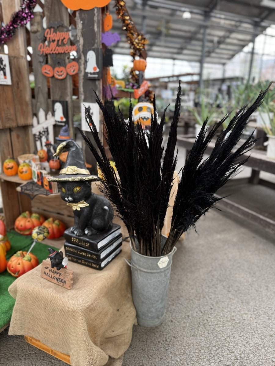 tokyokadan_878x's tweet photo. ハロウィンカラーのパンパスグラスあります✨
おもちゃカボチャ🎃や、カラフルとうもろこし🌽もあります。

お部屋にハロウィンカラーの彩りはどうですか♪ https://t.co/vGjErlviGJ