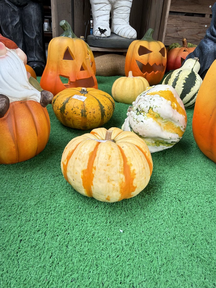tokyokadan_878x's tweet photo. ハロウィンカラーのパンパスグラスあります✨
おもちゃカボチャ🎃や、カラフルとうもろこし🌽もあります。

お部屋にハロウィンカラーの彩りはどうですか♪ https://t.co/vGjErlviGJ