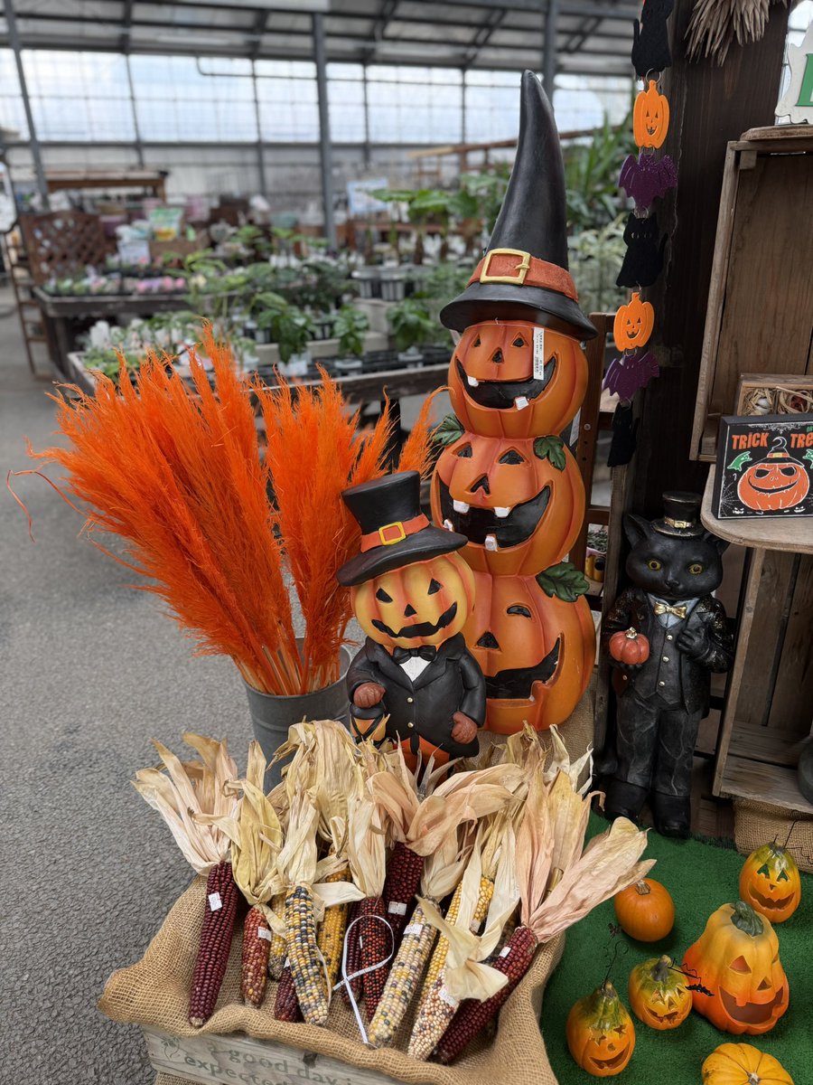 tokyokadan_878x's tweet photo. ハロウィンカラーのパンパスグラスあります✨
おもちゃカボチャ🎃や、カラフルとうもろこし🌽もあります。

お部屋にハロウィンカラーの彩りはどうですか♪ https://t.co/vGjErlviGJ