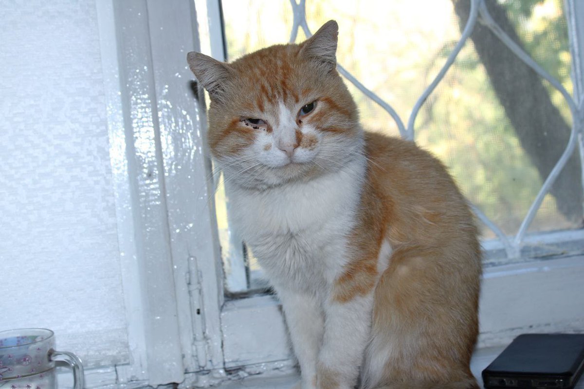 AlinaIgn19's tweet photo. @OwOlet27 Пххпхп, понимаю, бывает. И котик милый! У меня тоже был рыжий кот, но к сожалению, пропал давно. :3 😓 https://t.co/GPIbf5Dyxd