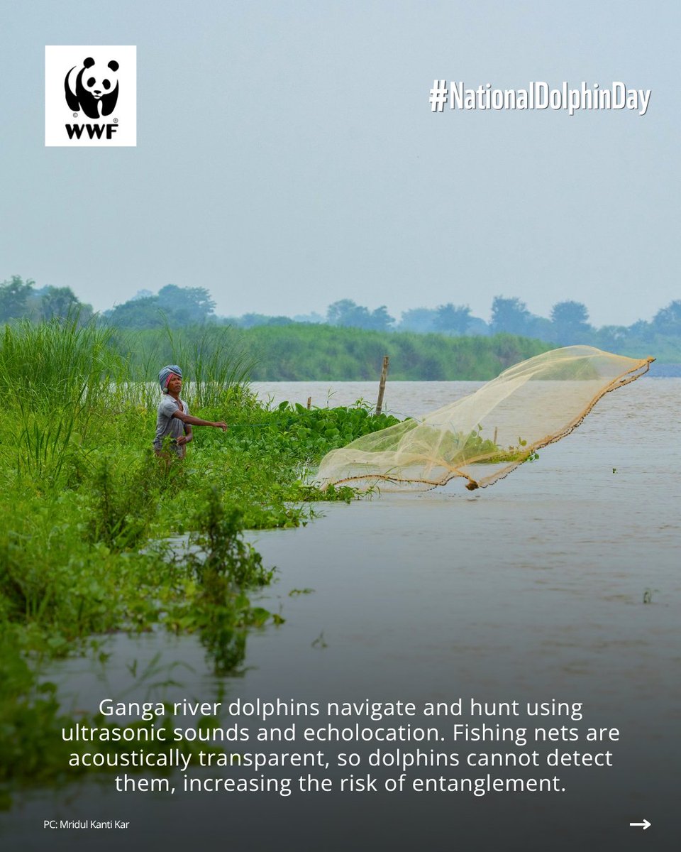 WWFINDIA's tweet photo. (1/2) Over 6,000 Ganga river dolphins swim through India's mightiest rivers, navigating their world by sound. Sound can also help keep them safe from fishing nets, supporting their conservation. 

#WWFIndia #NationalDolphinDay #WildlifeWeek https://t.co/qsX3IBN4fM