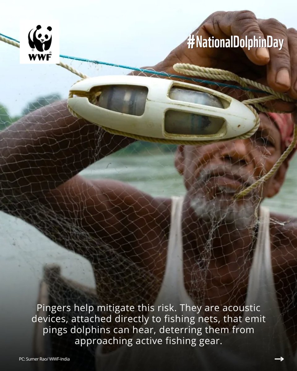 WWFINDIA's tweet photo. (1/2) Over 6,000 Ganga river dolphins swim through India's mightiest rivers, navigating their world by sound. Sound can also help keep them safe from fishing nets, supporting their conservation. 

#WWFIndia #NationalDolphinDay #WildlifeWeek https://t.co/qsX3IBN4fM