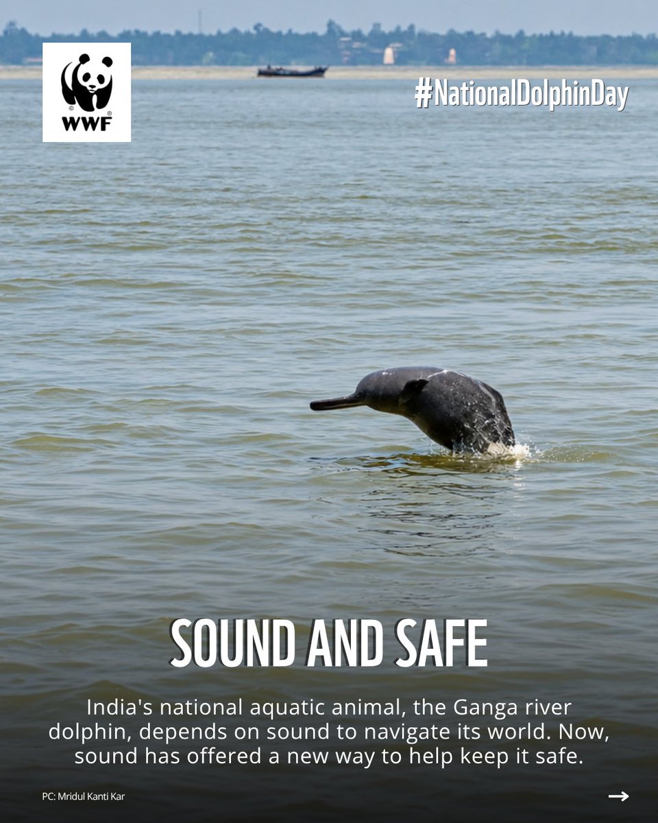 WWFINDIA's tweet photo. (1/2) Over 6,000 Ganga river dolphins swim through India's mightiest rivers, navigating their world by sound. Sound can also help keep them safe from fishing nets, supporting their conservation. 

#WWFIndia #NationalDolphinDay #WildlifeWeek https://t.co/qsX3IBN4fM