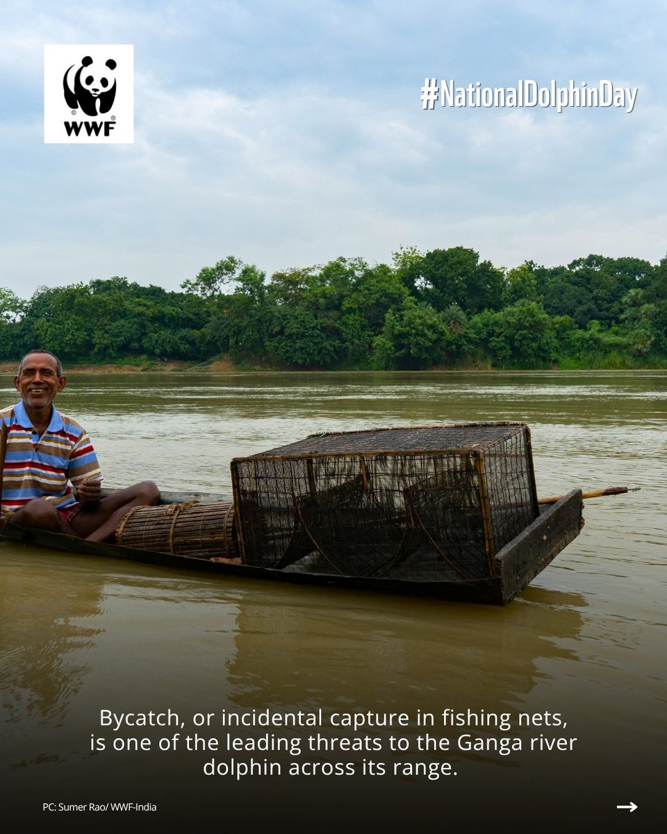 WWFINDIA's tweet photo. (1/2) Over 6,000 Ganga river dolphins swim through India's mightiest rivers, navigating their world by sound. Sound can also help keep them safe from fishing nets, supporting their conservation. 

#WWFIndia #NationalDolphinDay #WildlifeWeek https://t.co/qsX3IBN4fM