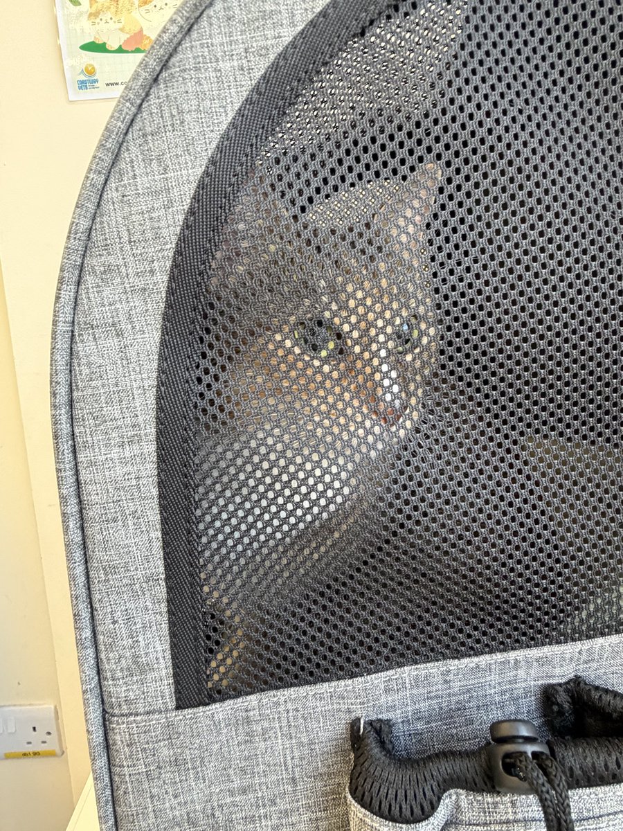 ItsShinaro's tweet photo. Lil trip to the vets https://t.co/plAwtKYMj7