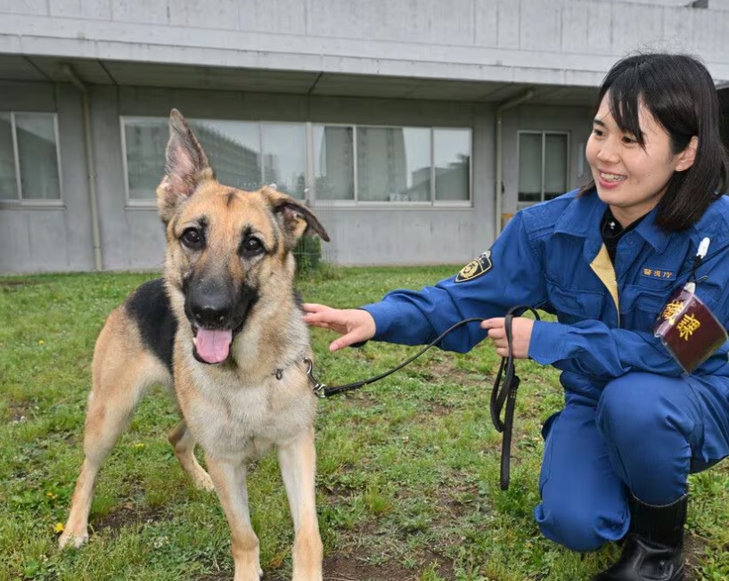 koinuno_heya's tweet photo. 【東京】
警察犬になるため1年近く訓練に励んできたジャーマンシェパードの「フサフサ号（愛称モニ）」が初級検定に合格～得意科目「足跡追及」での失敗を伸びしろととらえ、今後は上級検定合格からの現場デビューを目指す。#話題犬・子犬

📰時事ドットコム
https://t.co/xgMbsqb2M0 https://t.co/3xFwSrH2F6