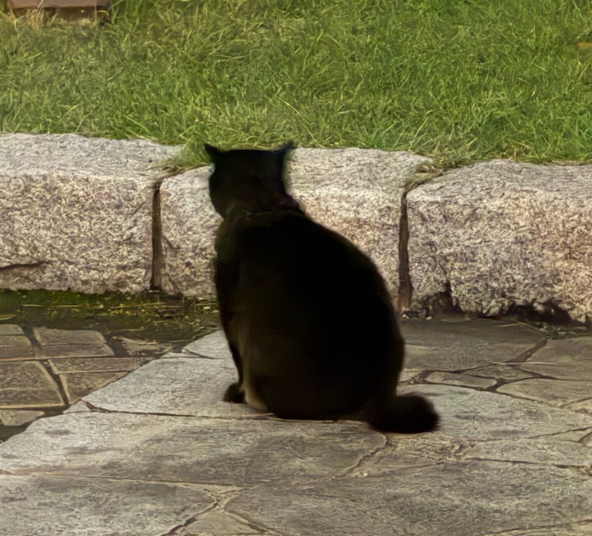 pomeiskawa's tweet photo. 仲良しの猫の背中。 https://t.co/TknohNzY71