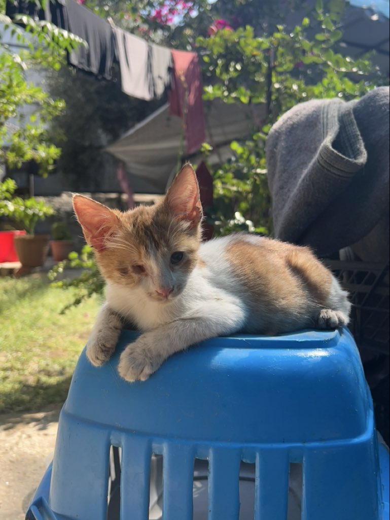 RescueCare's tweet photo. Today, I have to go to the store and bring back food for every animal in our shelter. I cannot come back empty-handed.💔🐾

They survived the streets, hunger, injuries, and the war. They reached our shelter believing there would be food waiting for them. I cannot look into their eyes today and have nothing to give them.

My loyal friends, I urgently need your help to fill their food bowls today. Even a small donation can help me buy food and return to the shelter with what they desperately need.🙏❤️

Please, don’t leave us alone today.

PayPal: https://t.co/eL95czBcm6
GoFundMe: https://t.co/hYA2hXUDDU

#Gaza #AnimalRescue #SaveAnimals #Hope