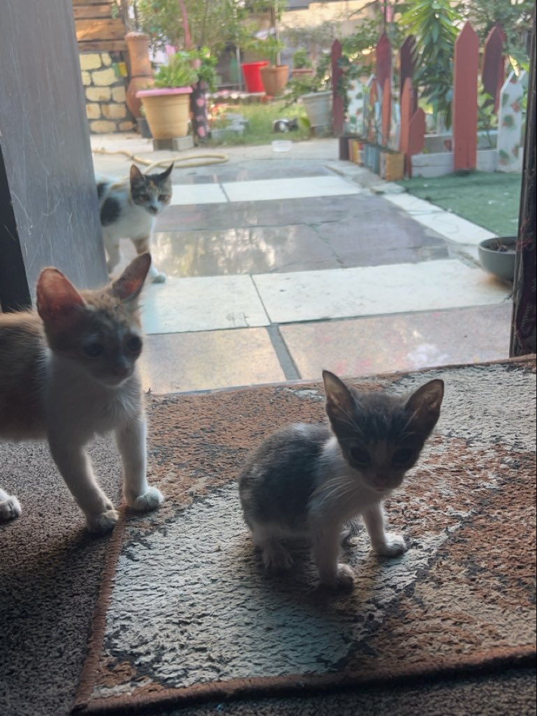 RescueCare's tweet photo. Today, I have to go to the store and bring back food for every animal in our shelter. I cannot come back empty-handed.💔🐾

They survived the streets, hunger, injuries, and the war. They reached our shelter believing there would be food waiting for them. I cannot look into their eyes today and have nothing to give them.

My loyal friends, I urgently need your help to fill their food bowls today. Even a small donation can help me buy food and return to the shelter with what they desperately need.🙏❤️

Please, don’t leave us alone today.

PayPal: https://t.co/eL95czBcm6
GoFundMe: https://t.co/hYA2hXUDDU

#Gaza #AnimalRescue #SaveAnimals #Hope