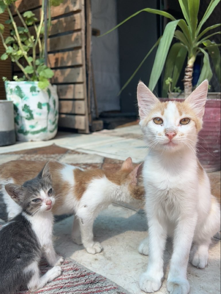 RescueCare's tweet photo. Today, I have to go to the store and bring back food for every animal in our shelter. I cannot come back empty-handed.💔🐾

They survived the streets, hunger, injuries, and the war. They reached our shelter believing there would be food waiting for them. I cannot look into their eyes today and have nothing to give them.

My loyal friends, I urgently need your help to fill their food bowls today. Even a small donation can help me buy food and return to the shelter with what they desperately need.🙏❤️

Please, don’t leave us alone today.

PayPal: https://t.co/eL95czBcm6
GoFundMe: https://t.co/hYA2hXUDDU

#Gaza #AnimalRescue #SaveAnimals #Hope