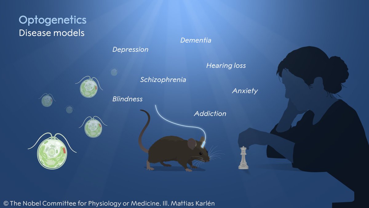 NobelPrize's tweet photo. The 2026 #NobelPrize laureates in physiology or medicine have laid the foundation of a new era in neuroscience.

Using optogenetics, researchers have been able to reveal neural circuits governing specific memories, feelings, and behaviours relevant for neurological and psychiatric disorders. In clinical medicine, researchers are using the method in attempts to restore sight in people with visual impairment.

Optogenetics has fundamentally altered our understanding of the brain. Every day brings new discoveries, helping to solve one of humanity’s great mysteries: how our incredible brain works.