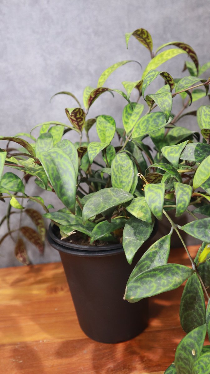 greenterrace109's tweet photo. 【植物屋あるある】
新しく入った植物を見ると、まず正面を決めたくなります。

同じ一鉢でも、向きを変えるだけで印象が全然違います。
#グリーンのある暮らし 
#植物好きな人と繋がりたい 
#観葉植物のある暮らし https://t.co/KylD387wiu