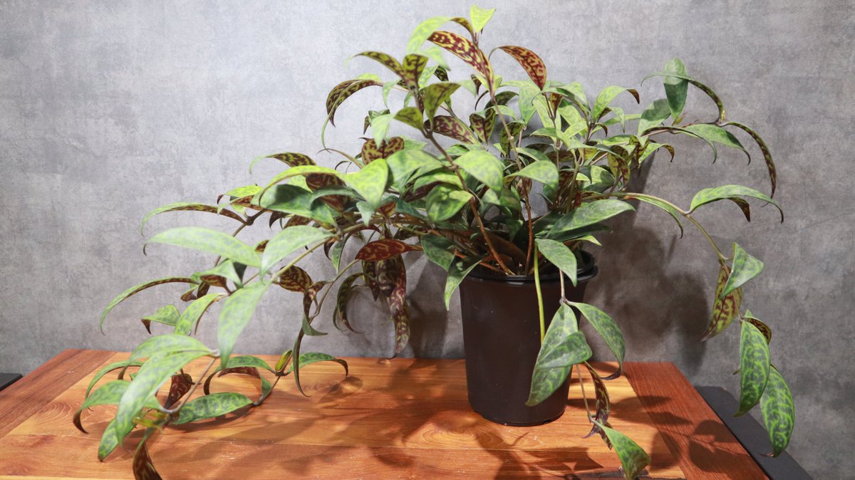 greenterrace109's tweet photo. 【植物屋あるある】
新しく入った植物を見ると、まず正面を決めたくなります。

同じ一鉢でも、向きを変えるだけで印象が全然違います。
#グリーンのある暮らし 
#植物好きな人と繋がりたい 
#観葉植物のある暮らし https://t.co/KylD387wiu