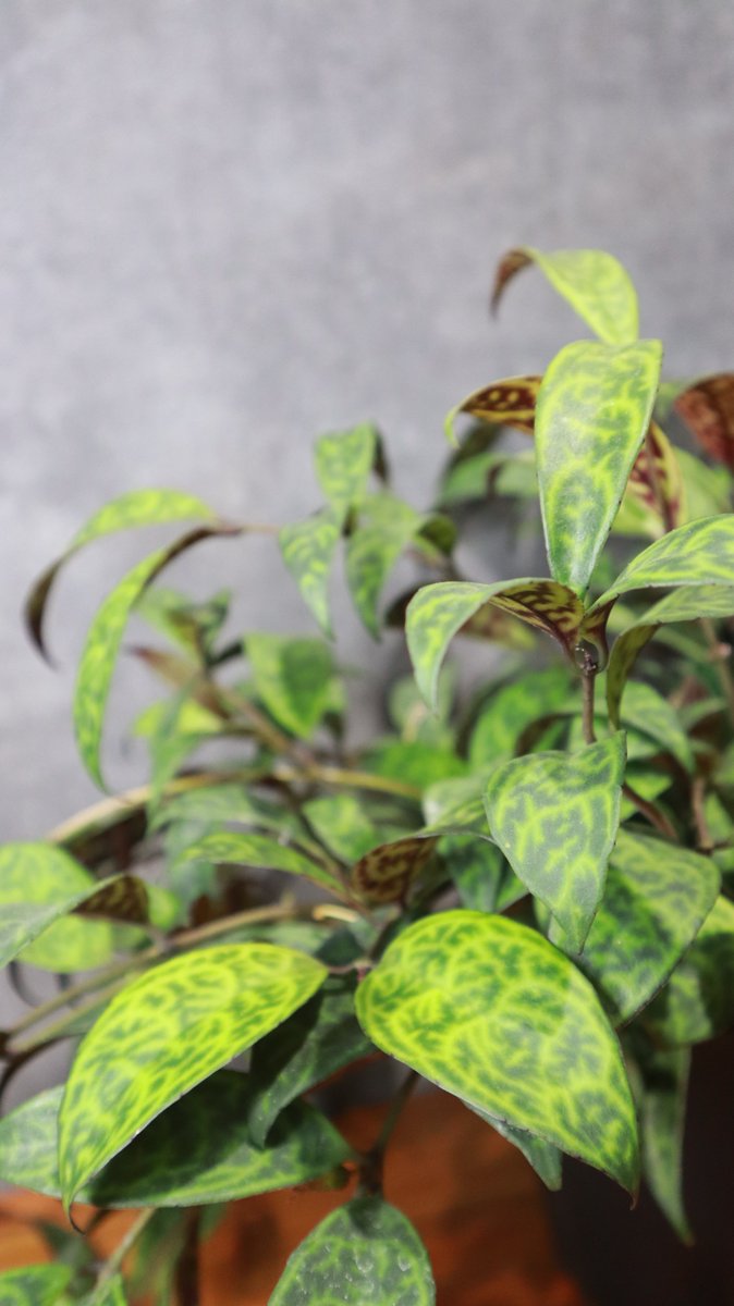 greenterrace109's tweet photo. 【植物屋あるある】
新しく入った植物を見ると、まず正面を決めたくなります。

同じ一鉢でも、向きを変えるだけで印象が全然違います。
#グリーンのある暮らし 
#植物好きな人と繋がりたい 
#観葉植物のある暮らし https://t.co/KylD387wiu