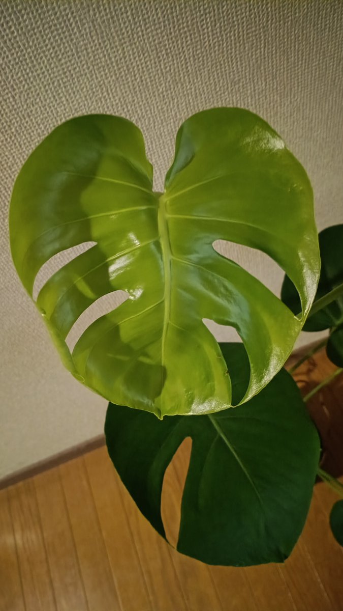 opssbac's tweet photo. 新しい葉っぱが出て開ききるまで今回長かった20日ぐらい���
そして穴の数は減っている…
残念😢 https://t.co/dt1MYvlGTq
