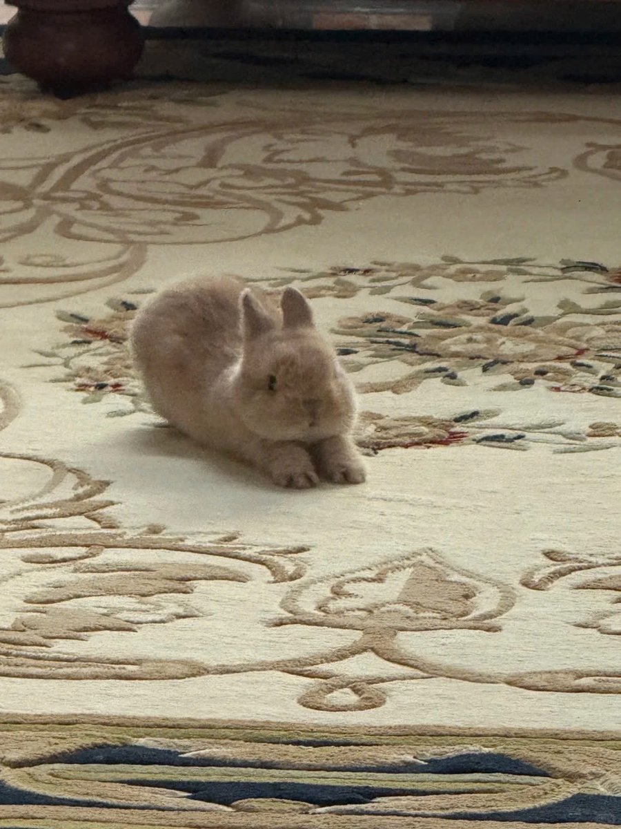 ShouldHaveRabit's tweet photo. Big stretch https://t.co/hmiFXsKMuy