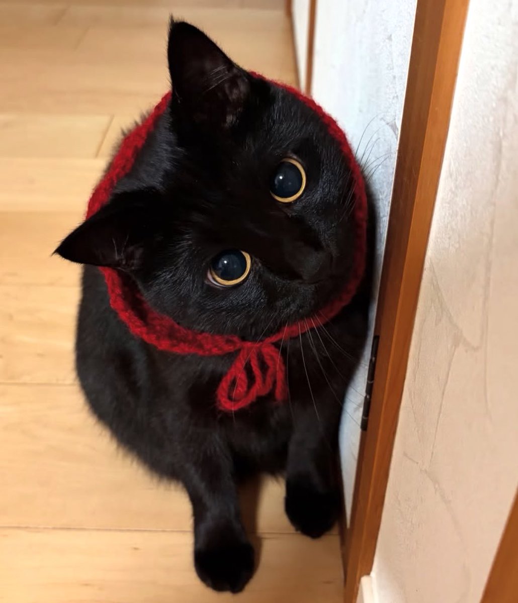 uni_kuroneko's tweet photo. ♥️

#黒猫 https://t.co/ZLi3SWQWy7