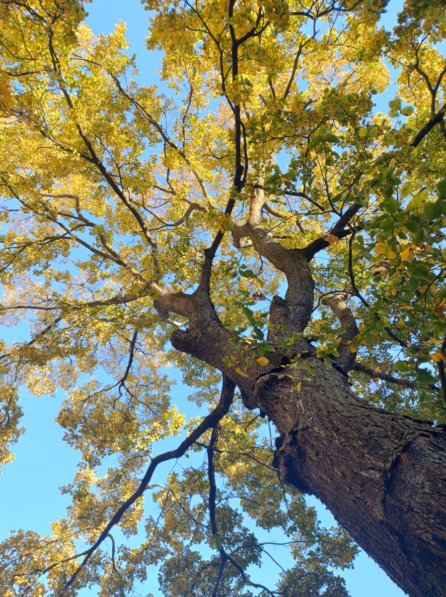 alameli's tweet photo. "Look up", I think, is the most inspiring advice I read here on twitter, scrolling other people' fascinating photos 🙂 It's so beautiful up there. https://t.co/71obh9csuX