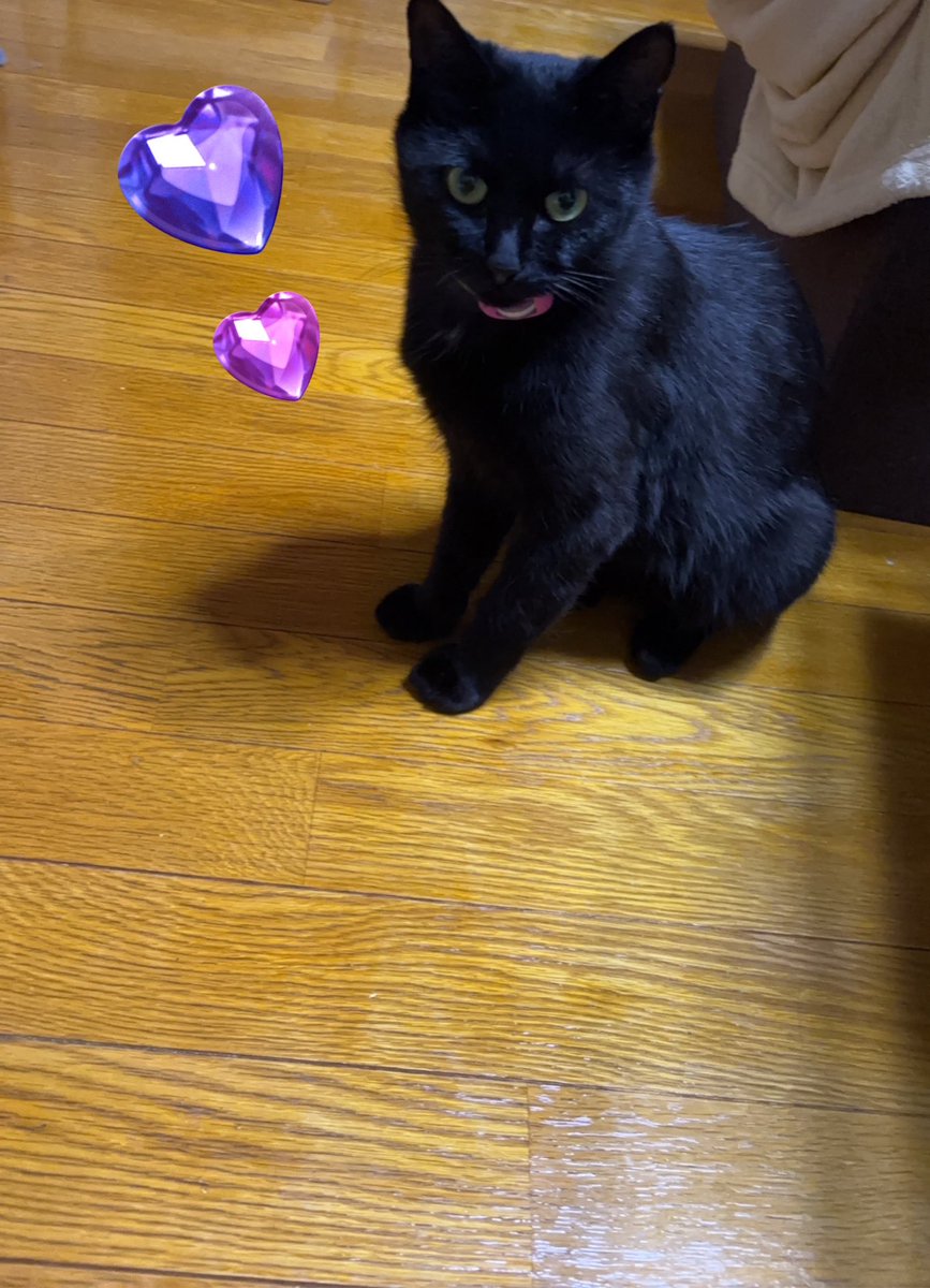 Mayuixis's tweet photo. 2人揃ってご飯後のお手入れ✨️

ルナも成長してきた🐈‍⬛🧡

#黒猫との暮らし
#黒猫好き
#猫との暮らし
#猫好きさんと繋がりたい
#保護猫 https://t.co/KX7yhcW7RX