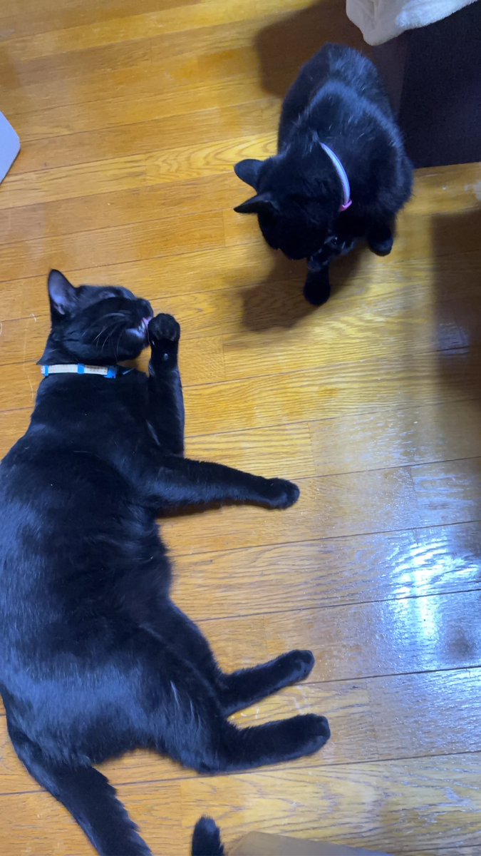 Mayuixis's tweet photo. 2人揃ってご飯後のお手入れ✨️

ルナも成長してきた🐈‍⬛🧡

#黒猫との暮らし
#黒猫好き
#猫との暮らし
#猫好きさんと繋がりたい
#保護猫 https://t.co/KX7yhcW7RX