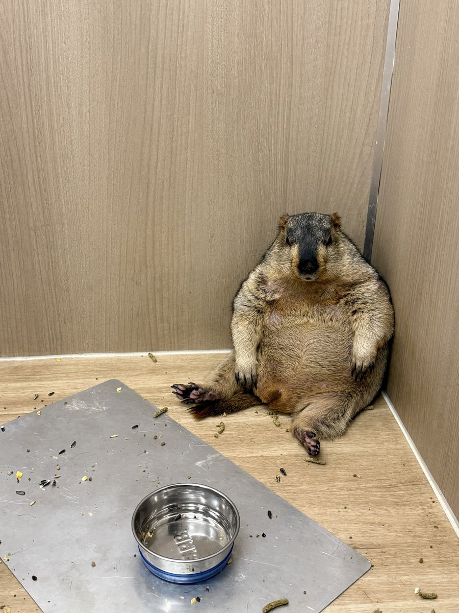 dr_marmot_'s tweet photo. まきちらかして食べ終えたように見せて
態度でおかわりを要求するマーモット #まもち https://t.co/gebaRoNfnw