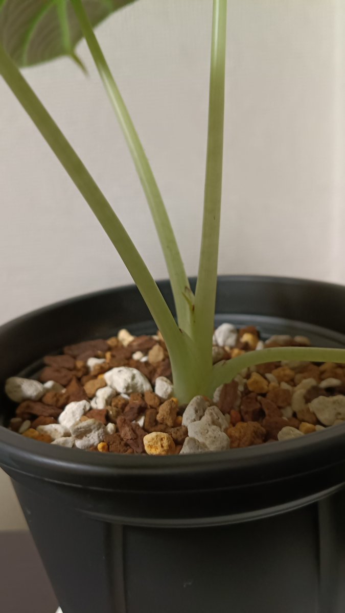 opssbac's tweet photo. 葉先の水滴あり、新芽の動きあり！
植え付け成功だ
ブラックベルベットって写真だとすごく明るい緑に映る気がする！
実物は色がダーク感出ててカッコいいからホームセンターで見つけてみてほしいな～ https://t.co/5YNRZpmFh8