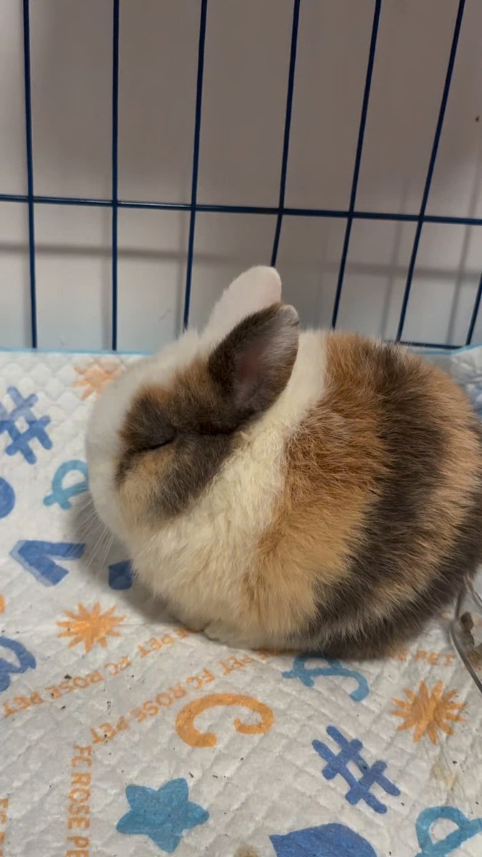 ShouldHaveRabit's tweet photo. so eepy. https://t.co/p8qdewD59q