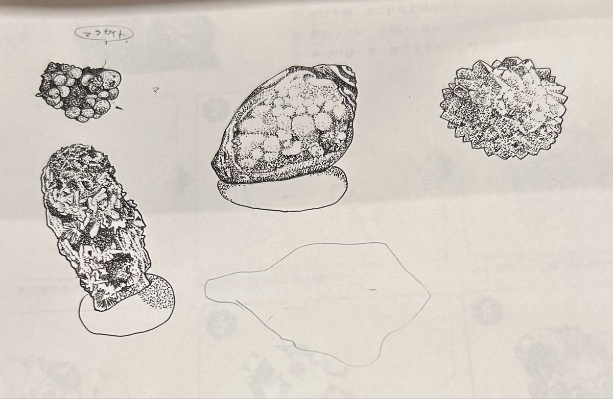 noring_kusamura's tweet photo. もりもり描いています。
今回初めて観察記録図を手順に沿ってかいてます。手間はかかるけど、色々知れてたのしい。終わるかな…|∀・;;;; https://t.co/9INkhi9KJN