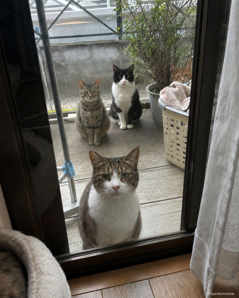nyankorooow's tweet photo. 一匹助けたら翌朝しれっと仲間が増えるの、外猫界の口コミが早すぎる。 https://t.co/Jxm1C2Lg4R