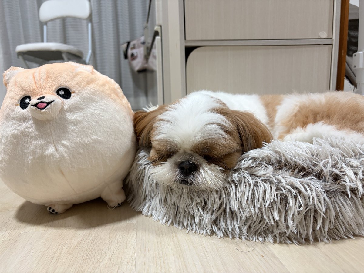 abemcwild's tweet photo. すやすやおこげボーイ https://t.co/uuGNdjZTwY