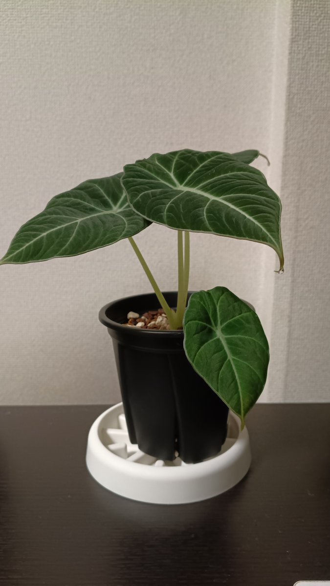 opssbac's tweet photo. 葉先の水滴あり、新芽の動きあり！
植え付け成功だ
ブラックベルベットって写真だとすごく明るい緑に映る気がする！
実物は色がダーク感出ててカッコいいからホームセンターで見つけてみてほしいな～ https://t.co/5YNRZpmFh8