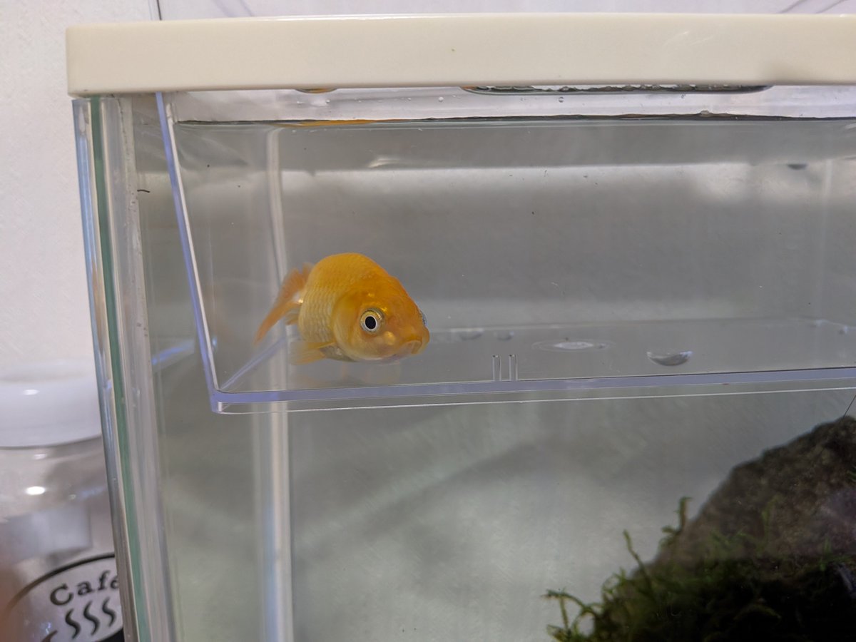 aty___567's tweet photo. 遂にこの水槽に入る子が決まりました！
 #お家アクアリウム https://t.co/nYJ8nZpT3t