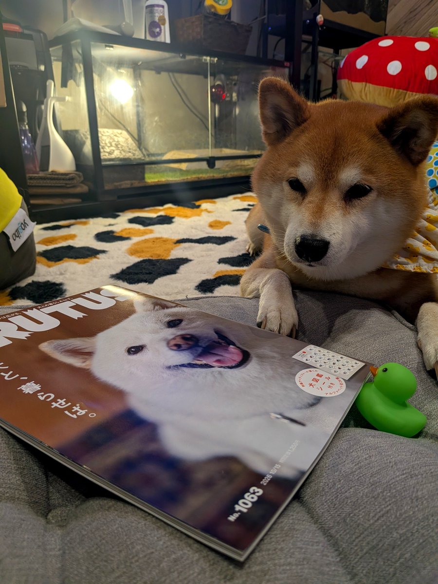 SteveFugudis's tweet photo. BRUTUSの10月号にちょこっといろんな犬インフルエンサー様たちと一緒にYouTubeチャンネル紹介していただきました✨
まるまる1冊犬特集📖´- https://t.co/JGxXJpVE3m