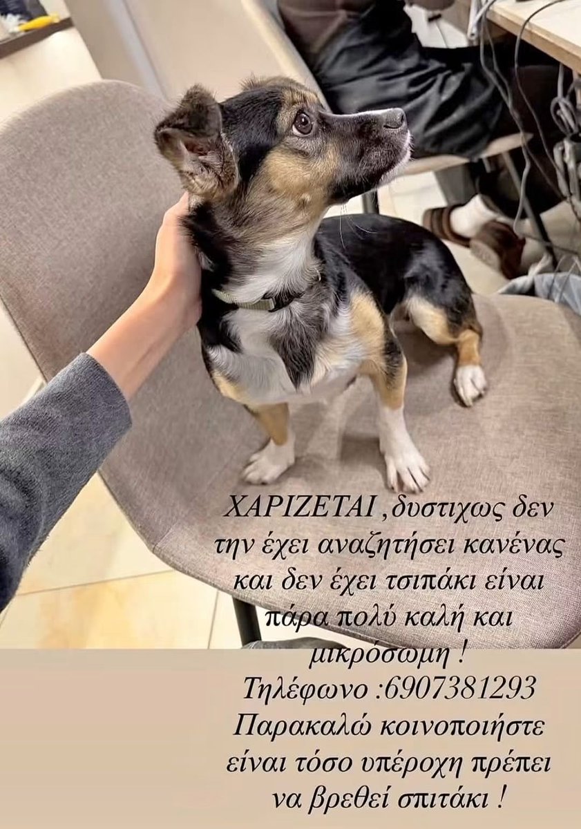 KatKatPt's tweet photo. 🆘️🆘️🆘️
Βρέθηκε στα Χανιά 
Δεν την εχει αναζητήσει κανείς κ δν έχει τσιπ
Δίνεται για υιοθεσία 
Πολύ καλός χαρακτήρας κ μικρόσωμη 
Για παραπάνω πληροφορίες επικοινωνία με το τηλ 
Rt 🙏 🙏 🙏 https://t.co/7aM5JaDa6d