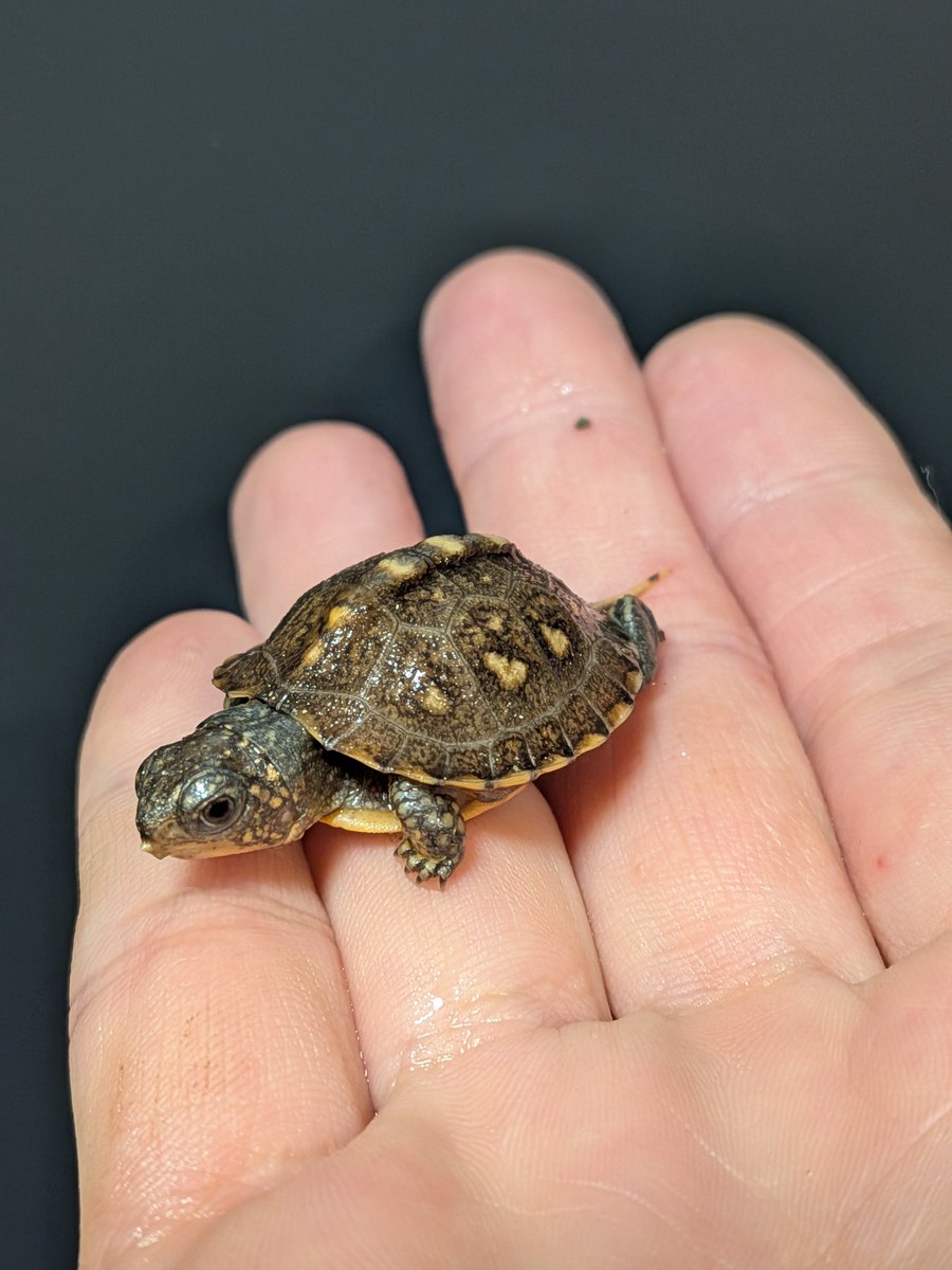 jikouantk's tweet photo. トウブハコガメ J1系🟡マーク
4クラッチ目　孵化後1週間🐢
#トウブハコガメ https://t.co/CX4fT4tWUF