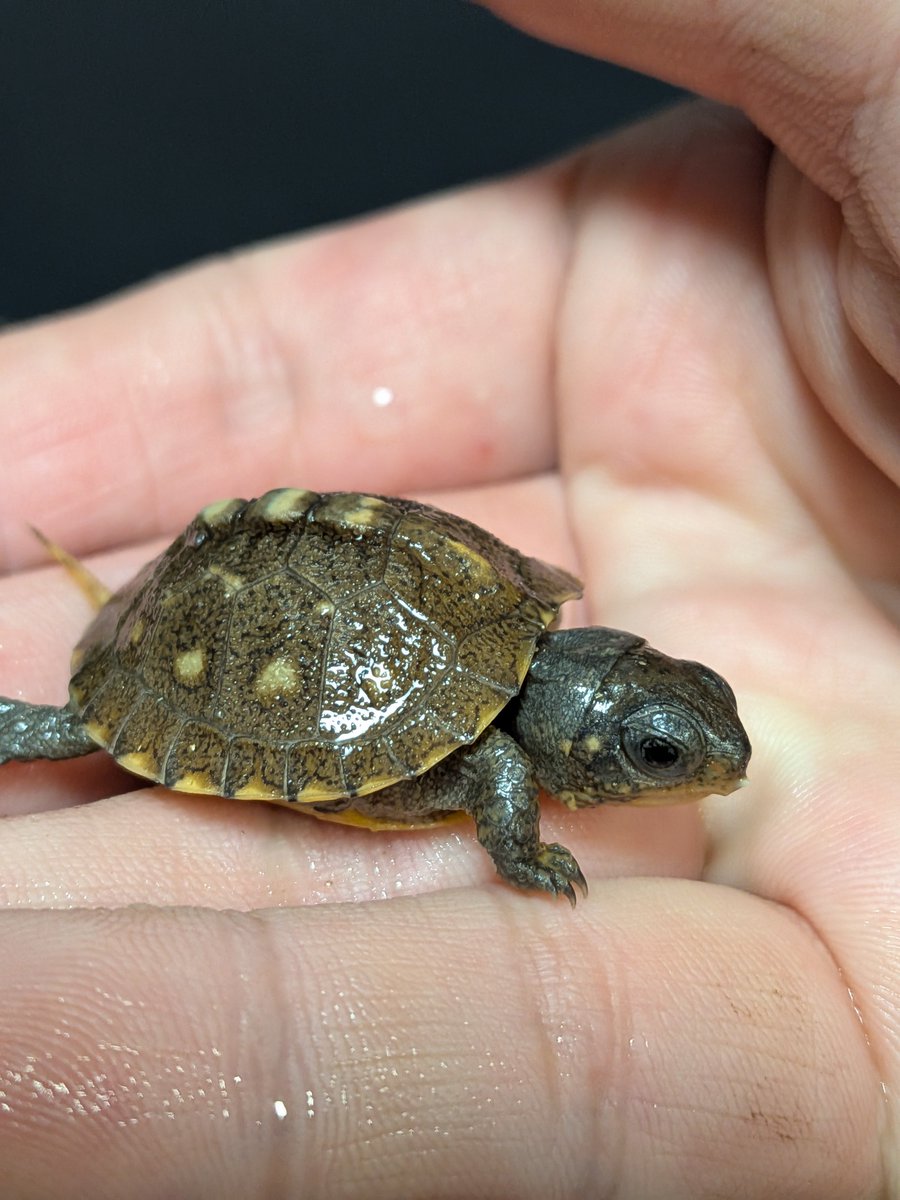jikouantk's tweet photo. トウブハコガメ J1系🟡マーク
4クラッチ目　孵化後1週間🐢
#トウブハコガメ https://t.co/CX4fT4tWUF