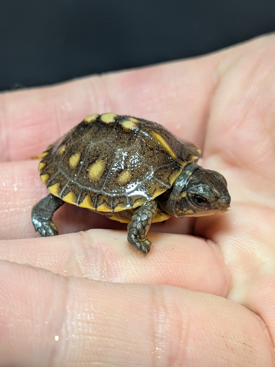jikouantk's tweet photo. トウブハコガメ J1系🟡マーク
4クラッチ目　孵化後1週間🐢
#トウブハコガメ https://t.co/CX4fT4tWUF