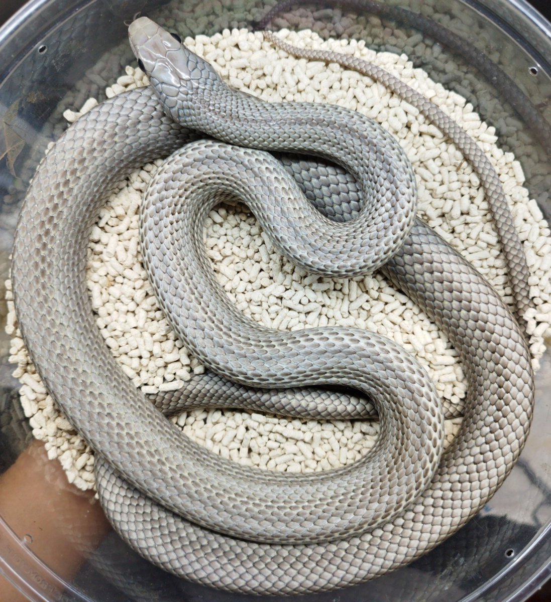 venom0424's tweet photo. ぶりくら市2026

参考個体で持っていく予定のアオダイショウ、スーパーパターンレスがタイミング良く脱皮してくれました。
この個体の子供も数匹並べます。

#burikura 
#アオダイショウ https://t.co/mOSvEUHLtS