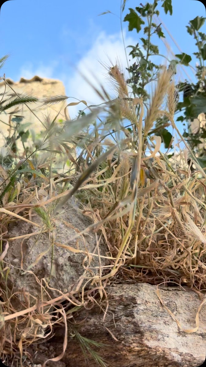 moremaro's tweet photo. I made a new friend in Syros. This adorable cat made exploring the island even more memorable. Have you met friendly cats while traveling? https://t.co/vYABL9slWS