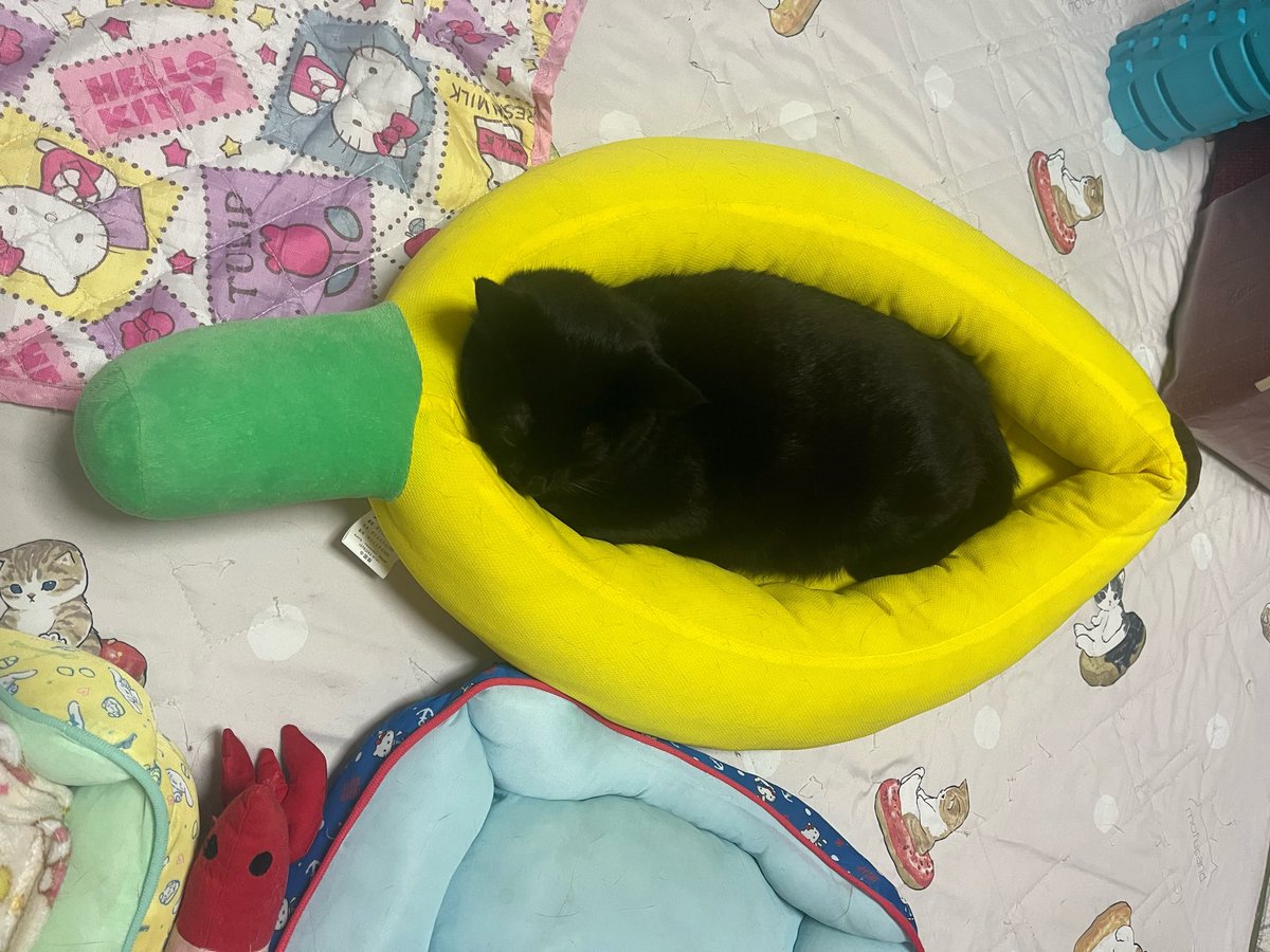 milk_choco0402's tweet photo. もぅいつのまにかチョコバナナの季節🐈‍⬛🍌💕
#ミルクとチョコ　#三毛猫　#黒猫　#猫がいる暮らし https://t.co/HoeAe2gJc0
