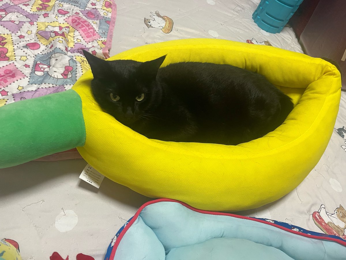 milk_choco0402's tweet photo. もぅいつのまにかチョコバナナの季節🐈‍⬛🍌💕
#ミルクとチョコ　#三毛猫　#黒猫　#猫がいる暮らし https://t.co/HoeAe2gJc0