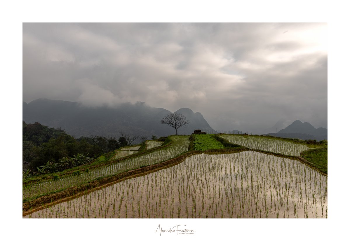 2011ingridtapia's tweet photo. Beyond the clouds of Pu Luong, a rare silence settles over Northern Vietnam’s terraced valleys. Watching the sun break through the mist over the paddies is a moment I won’t forget. https://t.co/q9YFPqKdtG