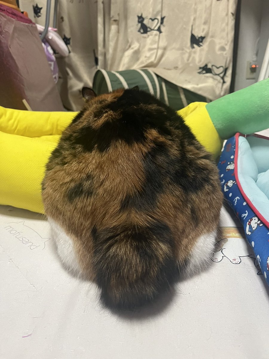 milk_choco0402's tweet photo. トトロみたいなお尻ฅ⁠^⁠•⁠ﻌ⁠•⁠^⁠ฅ
#ミルクとチョコ　#三毛猫　#黒猫　#猫がいる暮らし https://t.co/xw2ZDJJtfI
